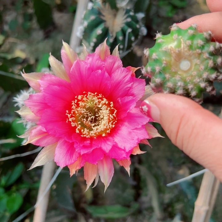 18彩草37歪无根侧芽4公分左右20包邮