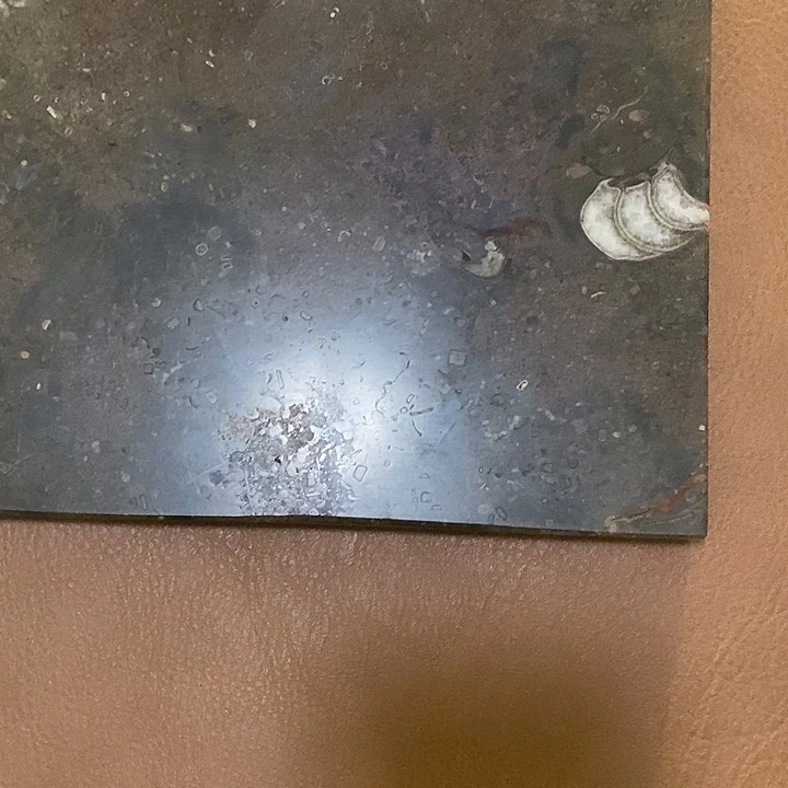 角石 菊石茶盘果盘