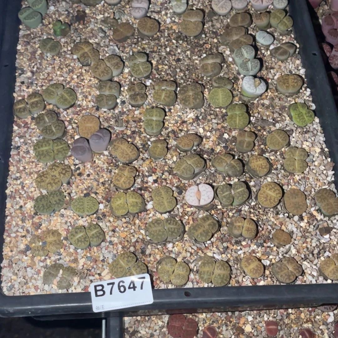 圆***.7647福利筐1不售后