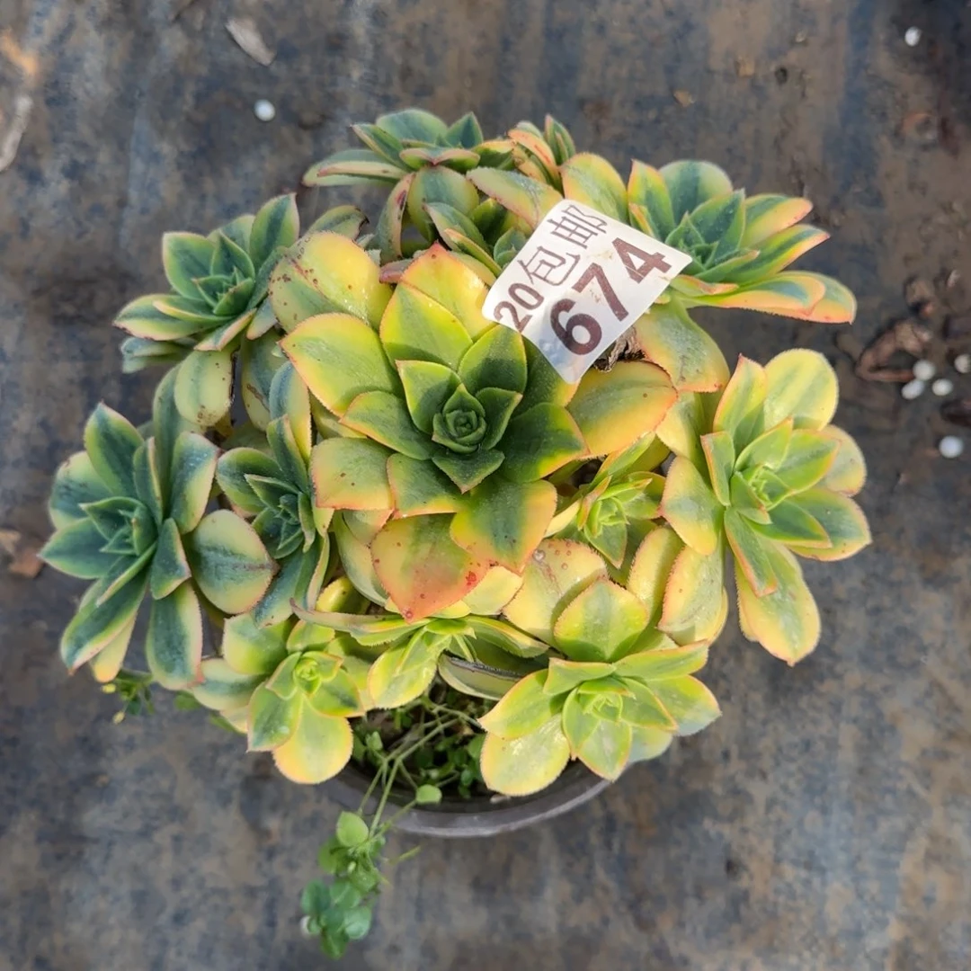 星爆674满20包邮断枝不包