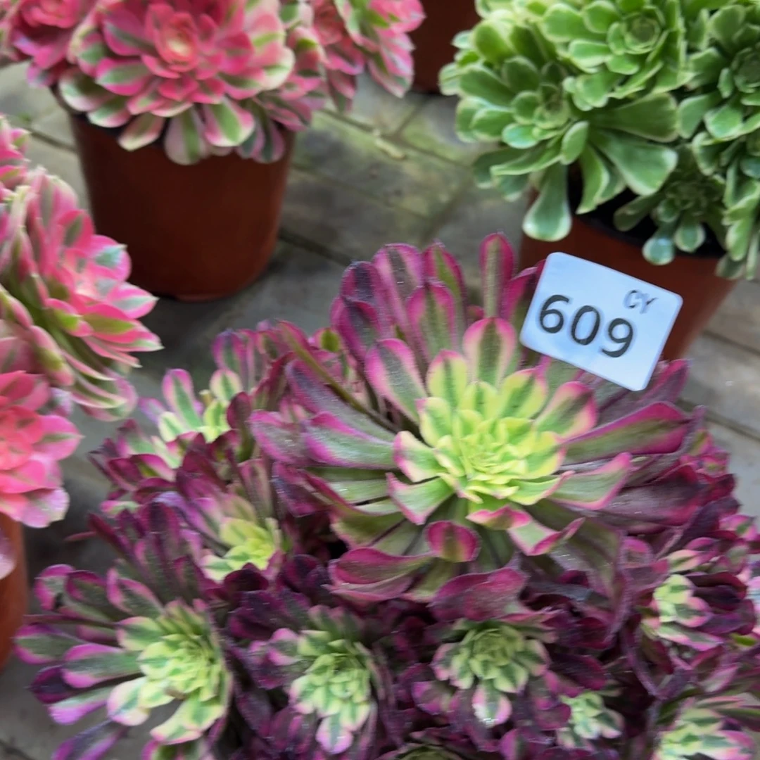 多肉植物609红桐柏