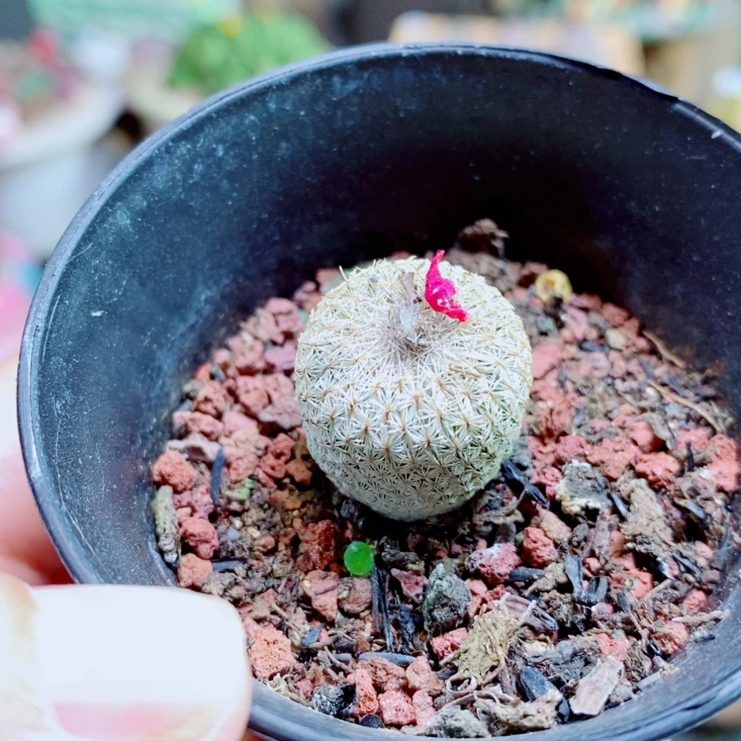 生石花花花花开了46