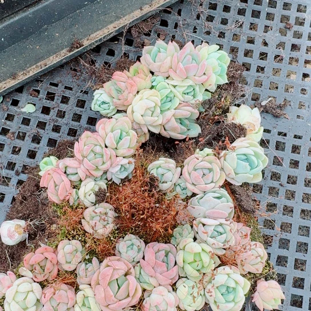 7-57多肉杂交糖心切糕一份量拍