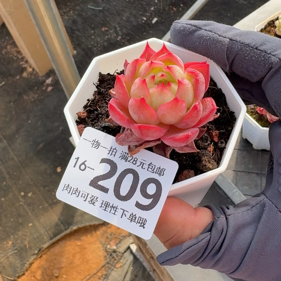 西西里无盆土发货无盆