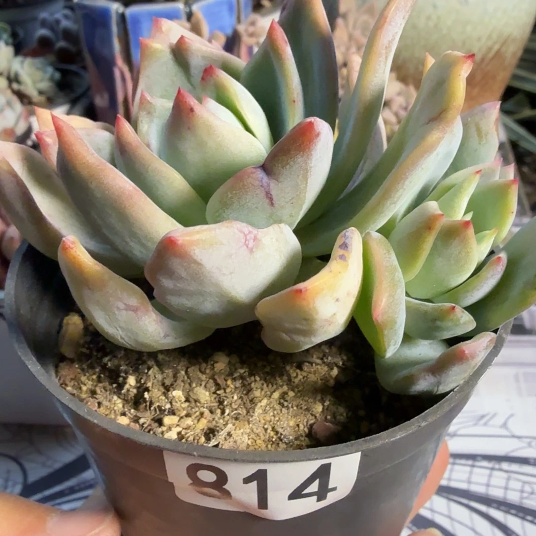 814双头霜之朝石化锦满20包邮