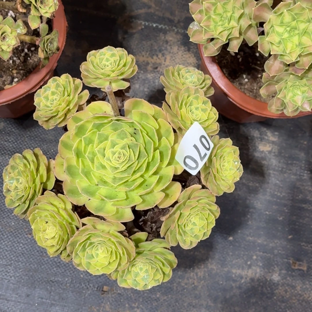070雨河法师植物多肉