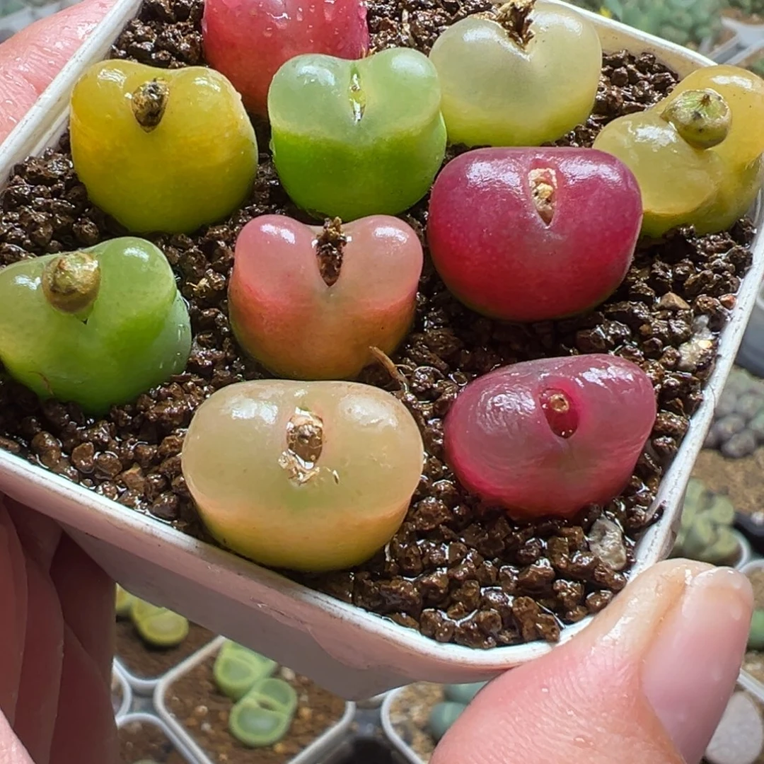 011多肉植物盆栽植物