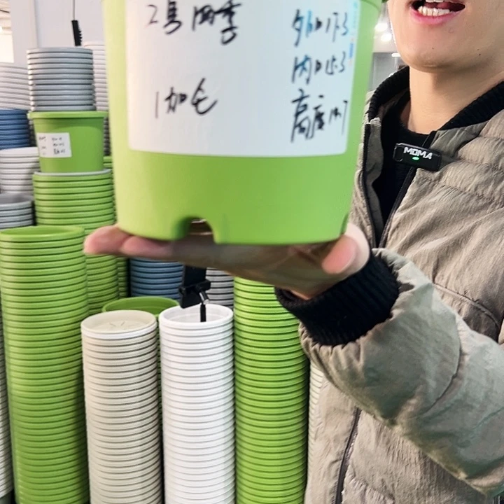 特价2号四季口17.3高14.7果绿无托10只