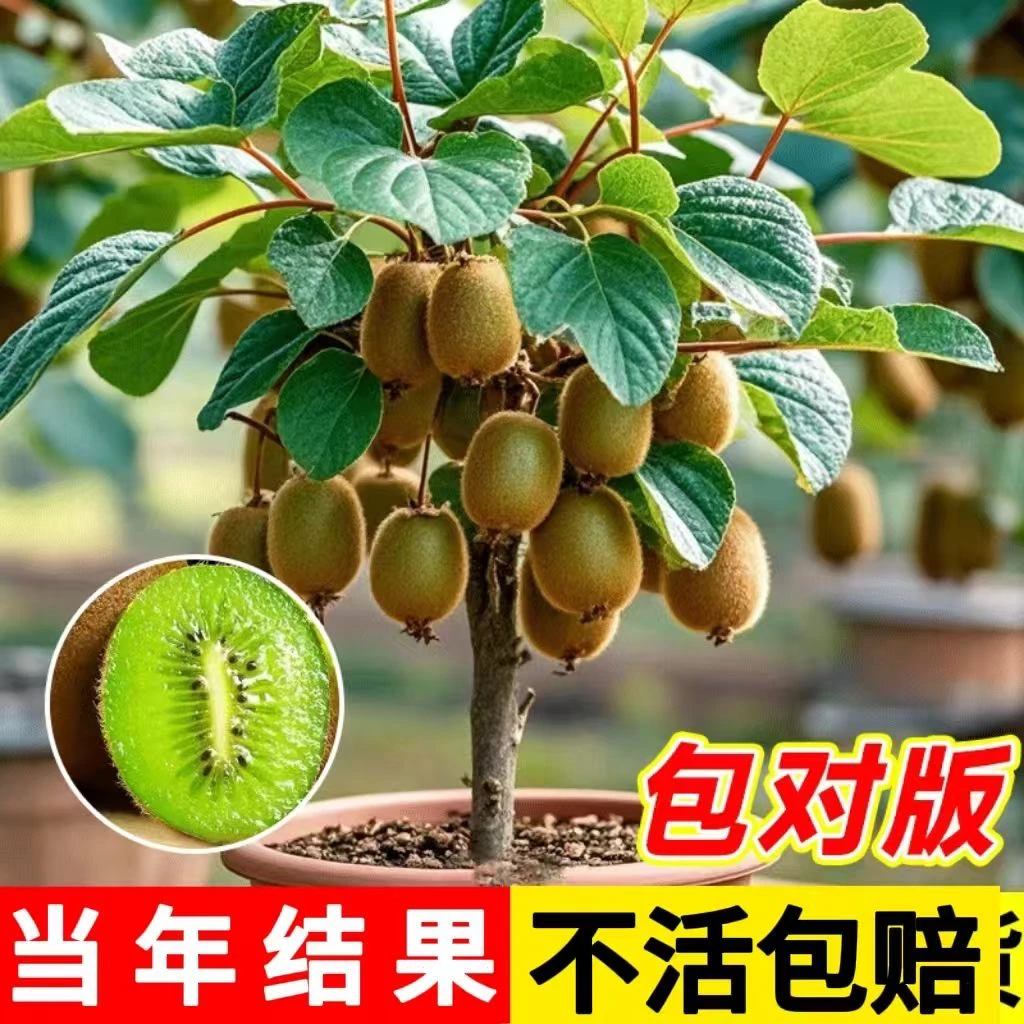 【猕猴桃原盆原土带花苞苗】猕猴桃嫁接苗盆栽地栽庭院种植