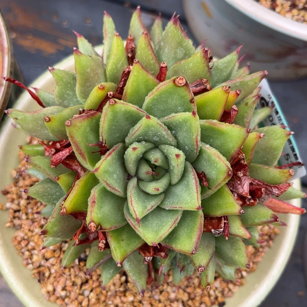 从前慢多肉精选编号0617.53