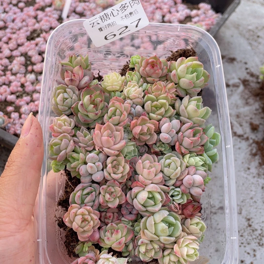 云糖心多肉植物627