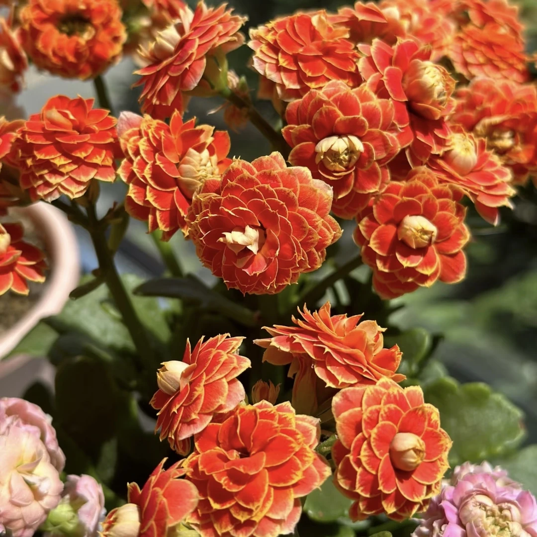 金狐狸长寿花盆栽花卉庭院阳台新手易养护带花苞发货