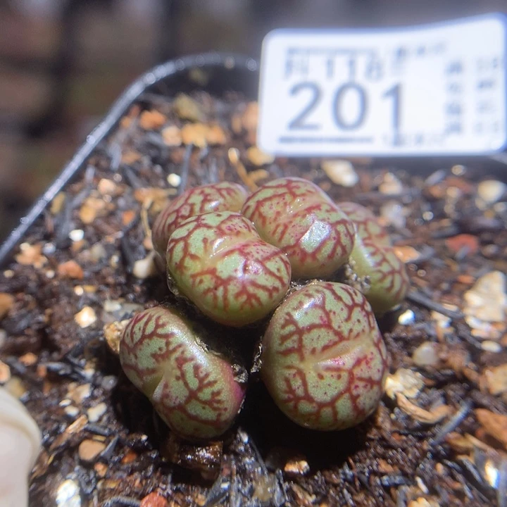 精品生石花118.201