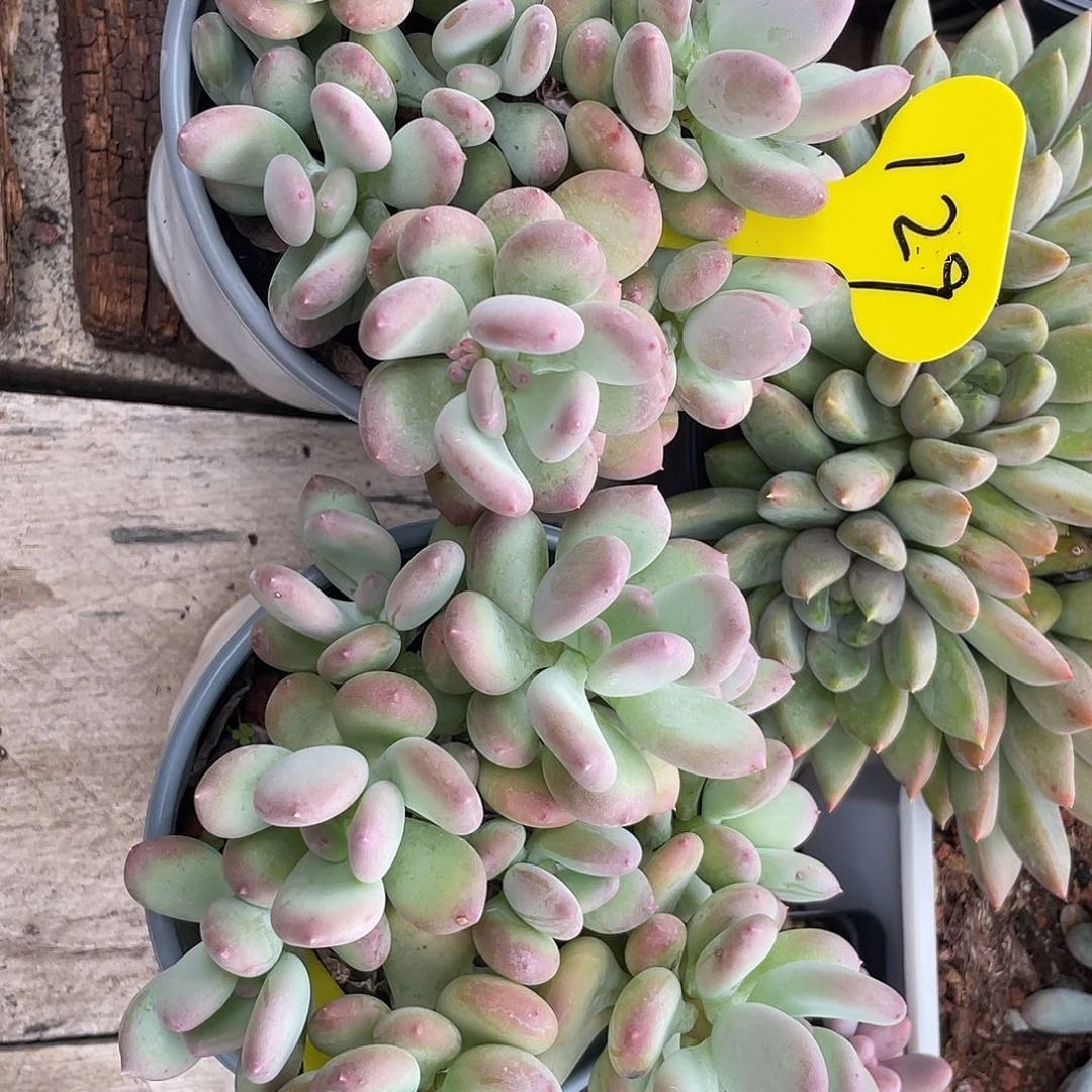 两盆三日月美人多肉129