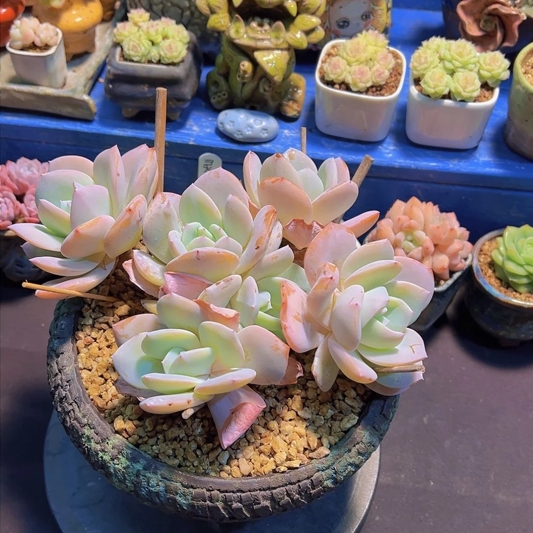 当*雪茶，多肉植物，