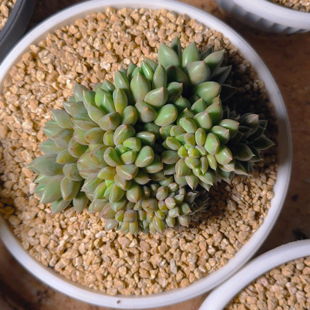 H***HHH象牙缀多肉12567899