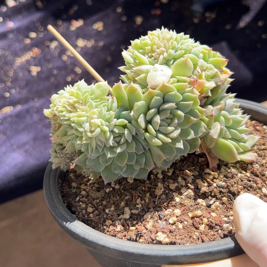 新年快乐 新年快乐