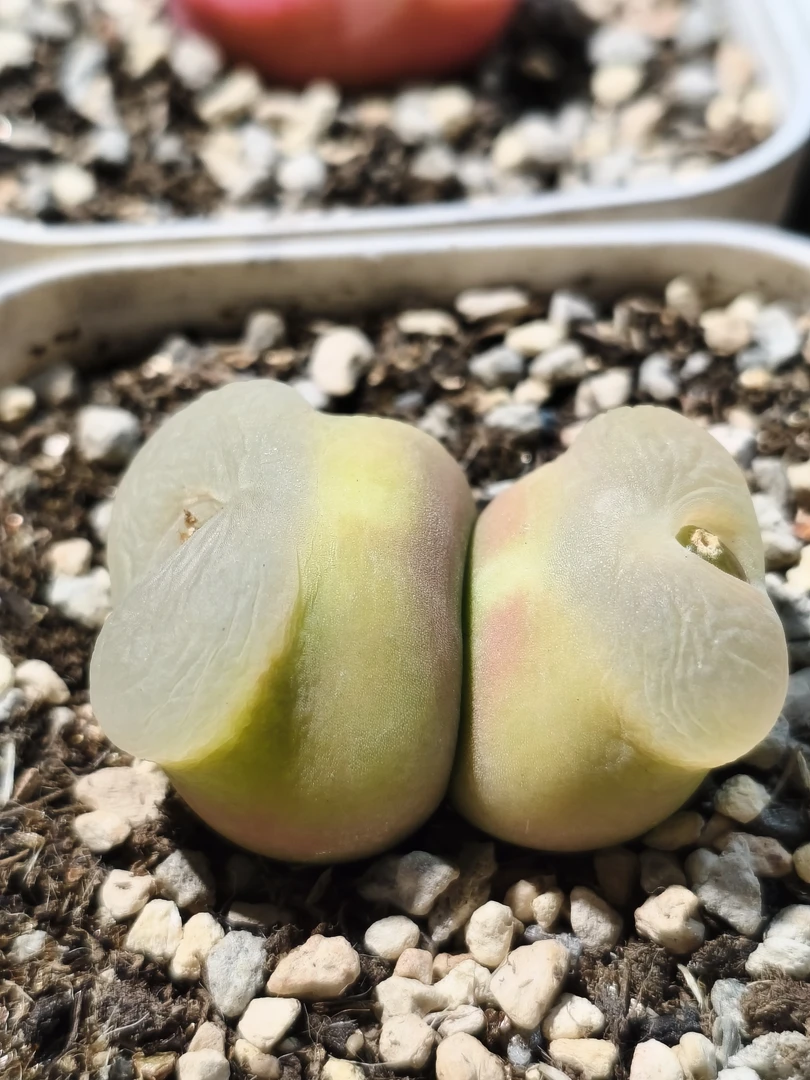 荔枝毛毛毛毛毛毛毛