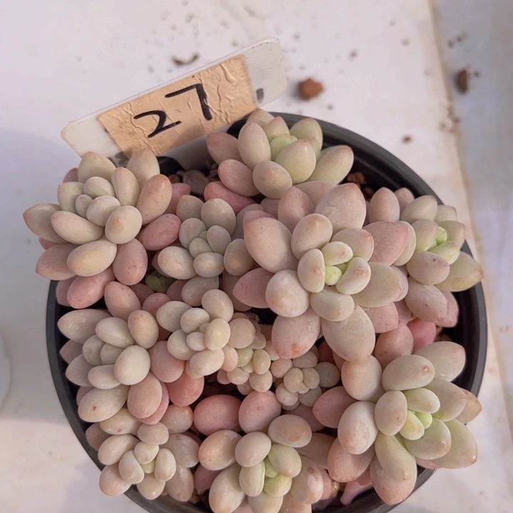 健健康康平平安安