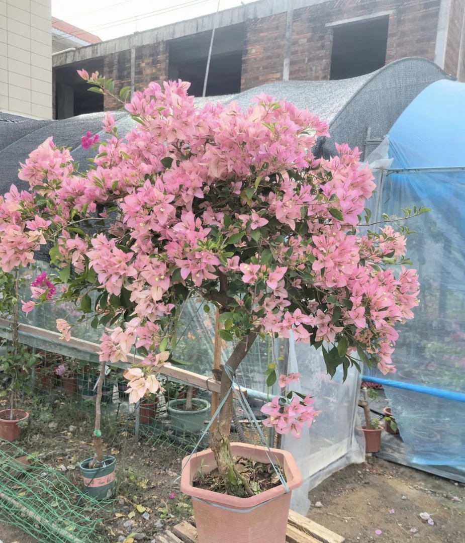 【婆罗洲樱花】三角梅绿植盆栽庭院爬藤植物四季开花勤花易养不带花