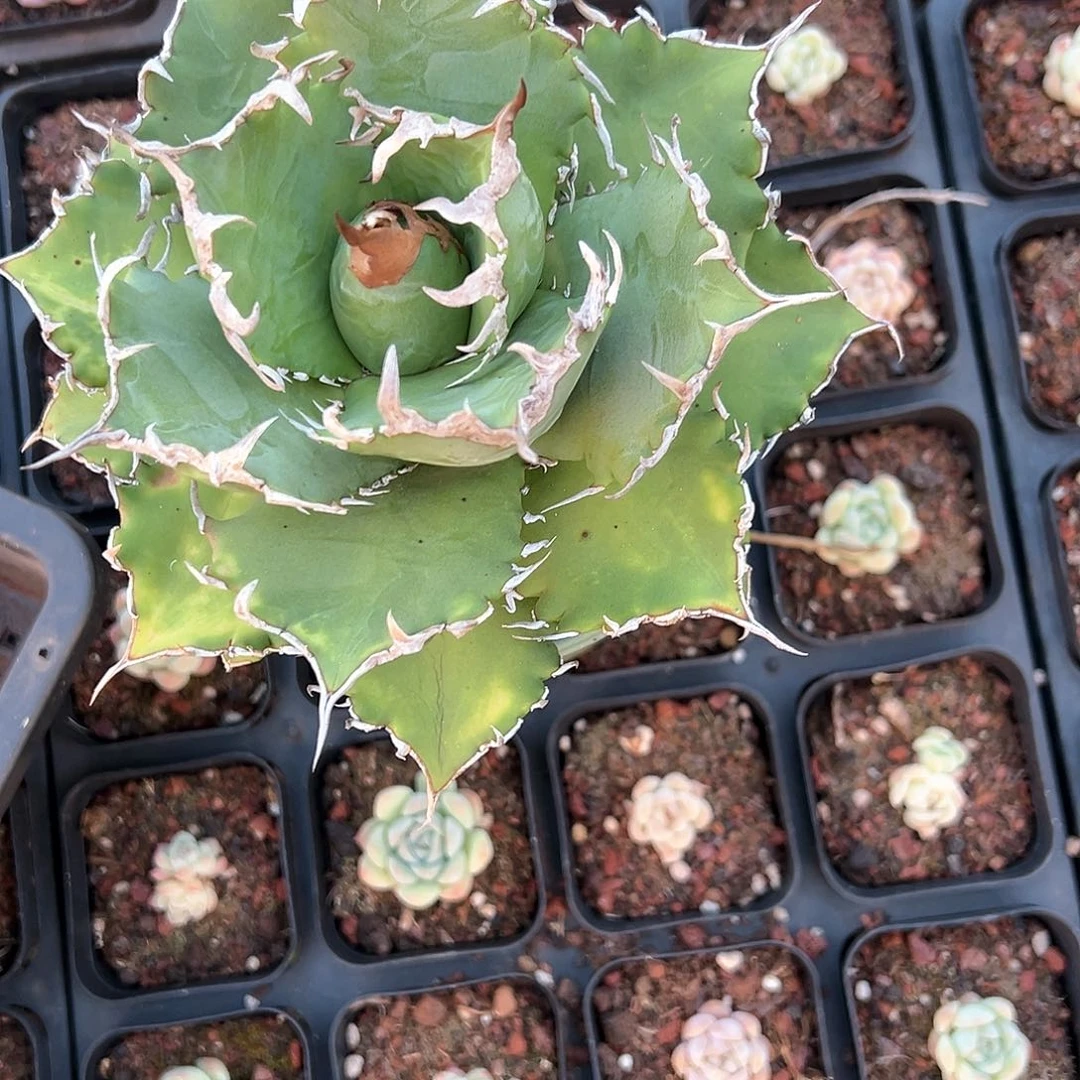 精品龙舌兰一物一拍