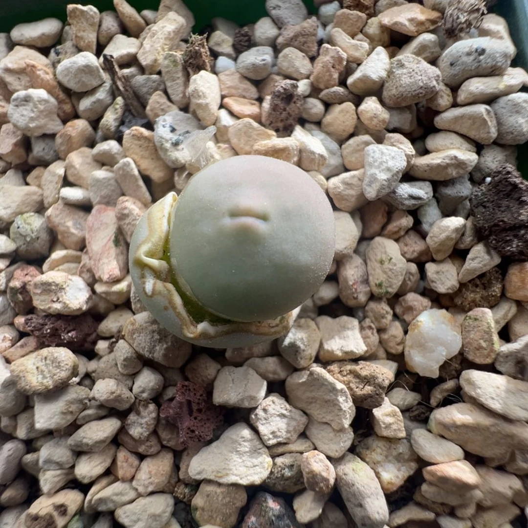 874青蛙优选amp v嘴