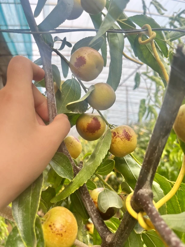 大荔新鲜现摘脆甜多汁冬枣当季水果大荔冬枣产地直发