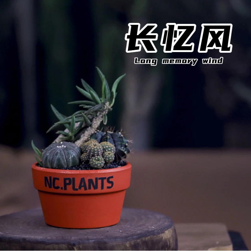 【NC.PLANTS 长忆风】桌面小植物 | 四种沙生植物 | 成品发货