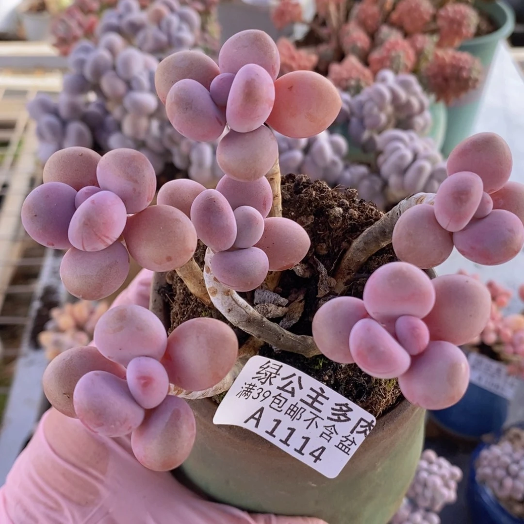 糖果桃蛋老桩10cm114多肉植物