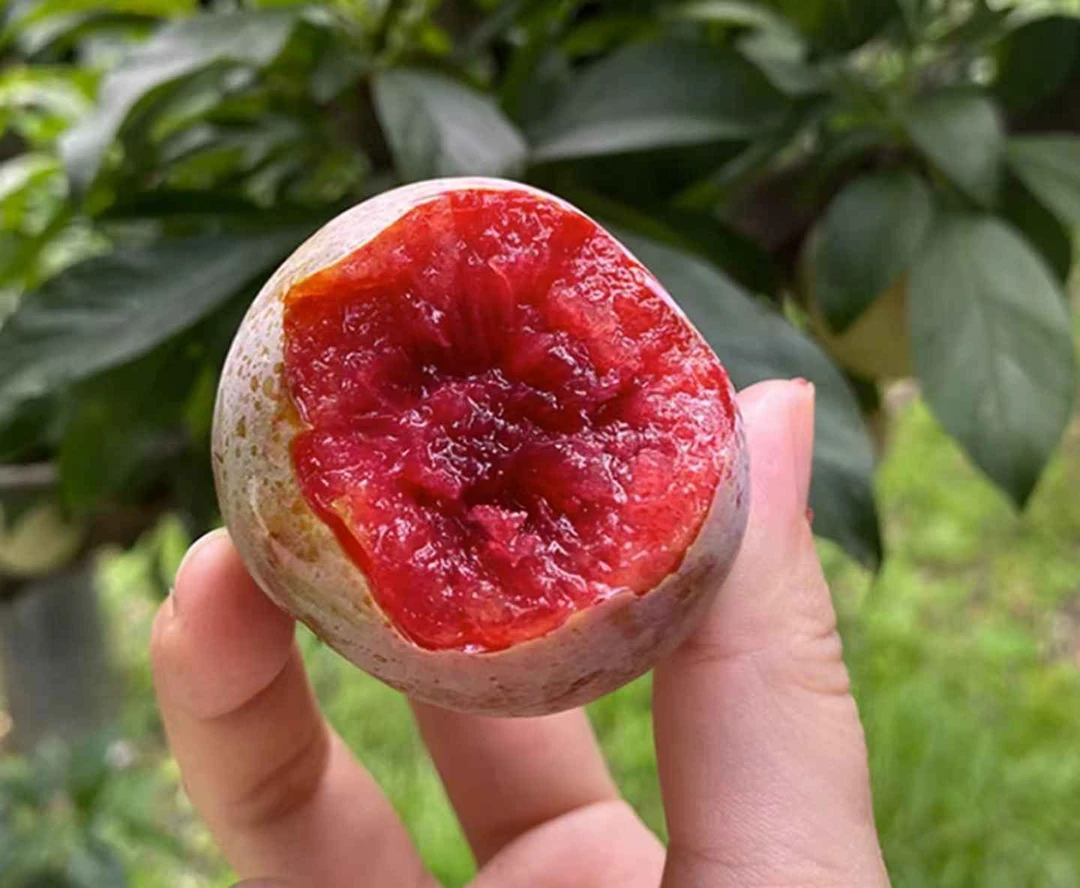 正宗嵊州桃形李~现摘脆甜嵊州灵鹅村桃形李带箱4.5斤装【大果】