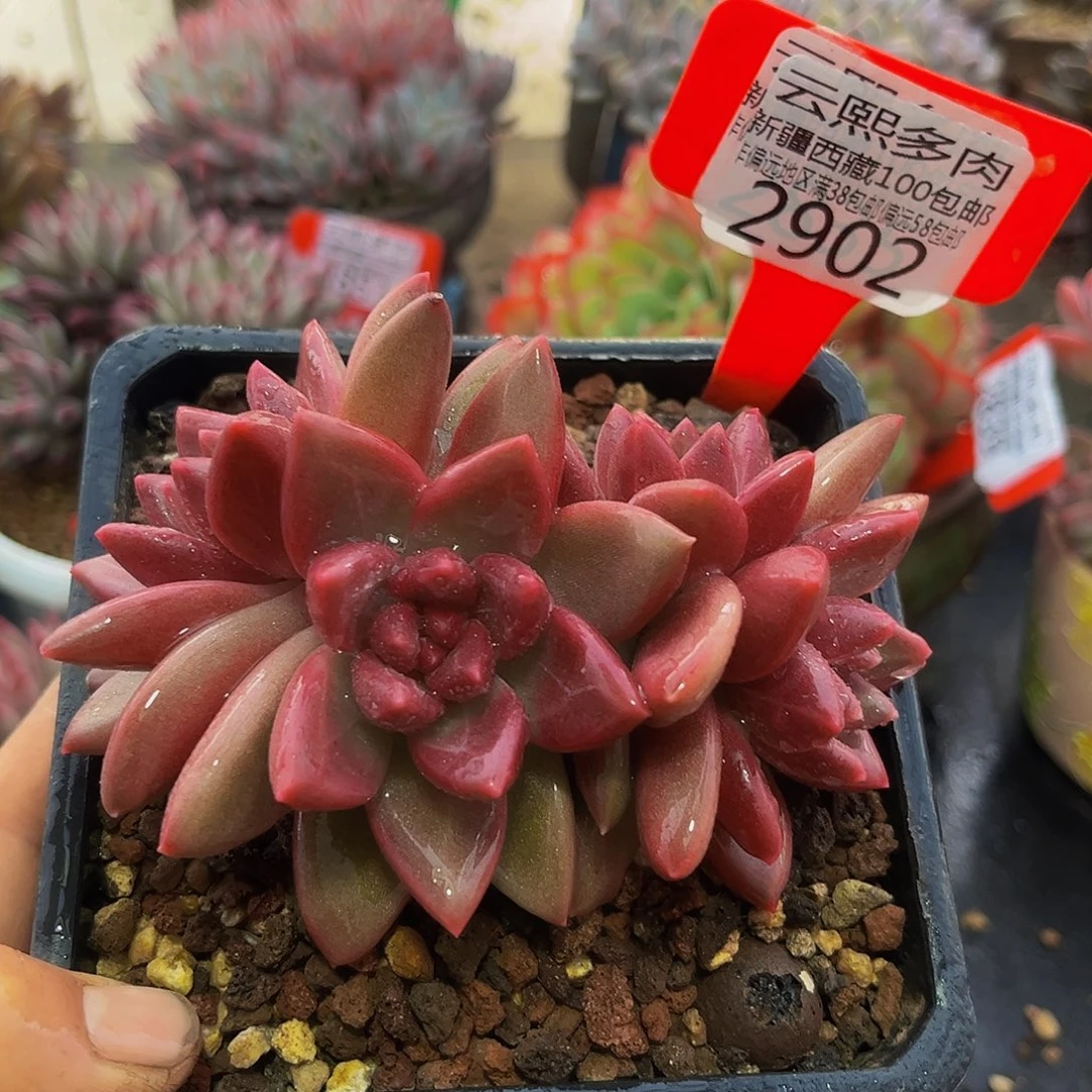 2902迷雾泡泡多肉植物