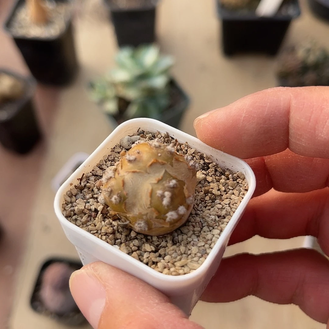 实生格加厚敦菊一物一拍