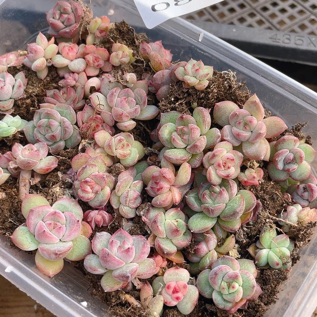 多肉植物多肉植物823