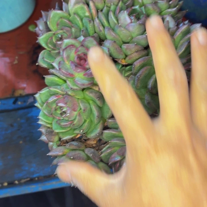 牛***嫂老桩精品肉肉黑水晶