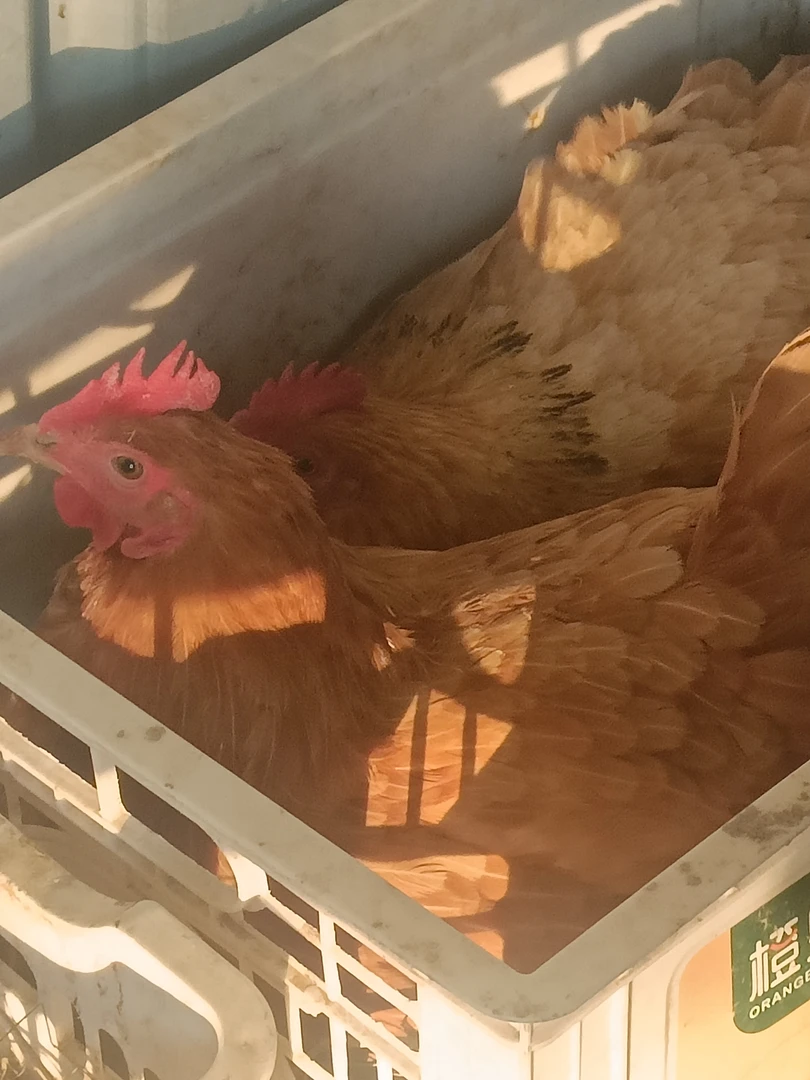 1年散养下蛋母鸡