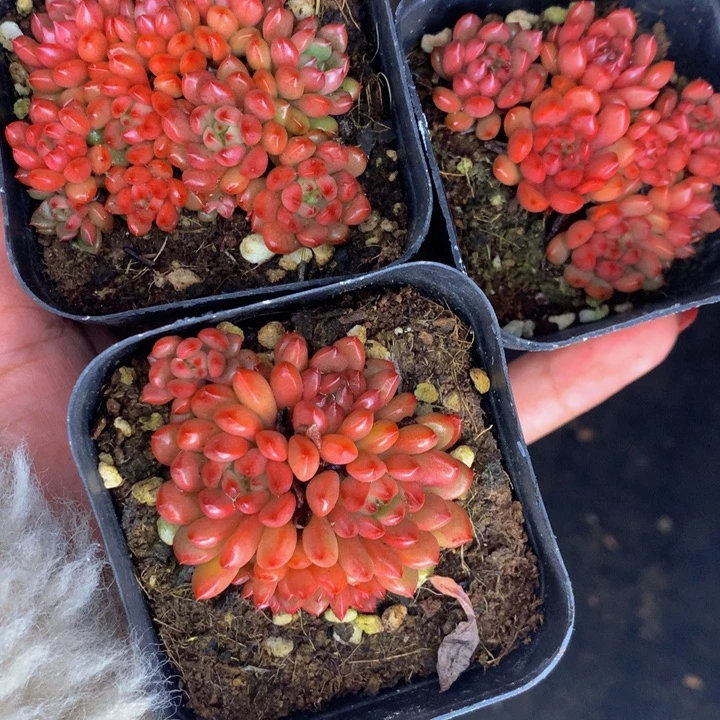 红宝石群（满9.99包邮不满9.99发叶子）