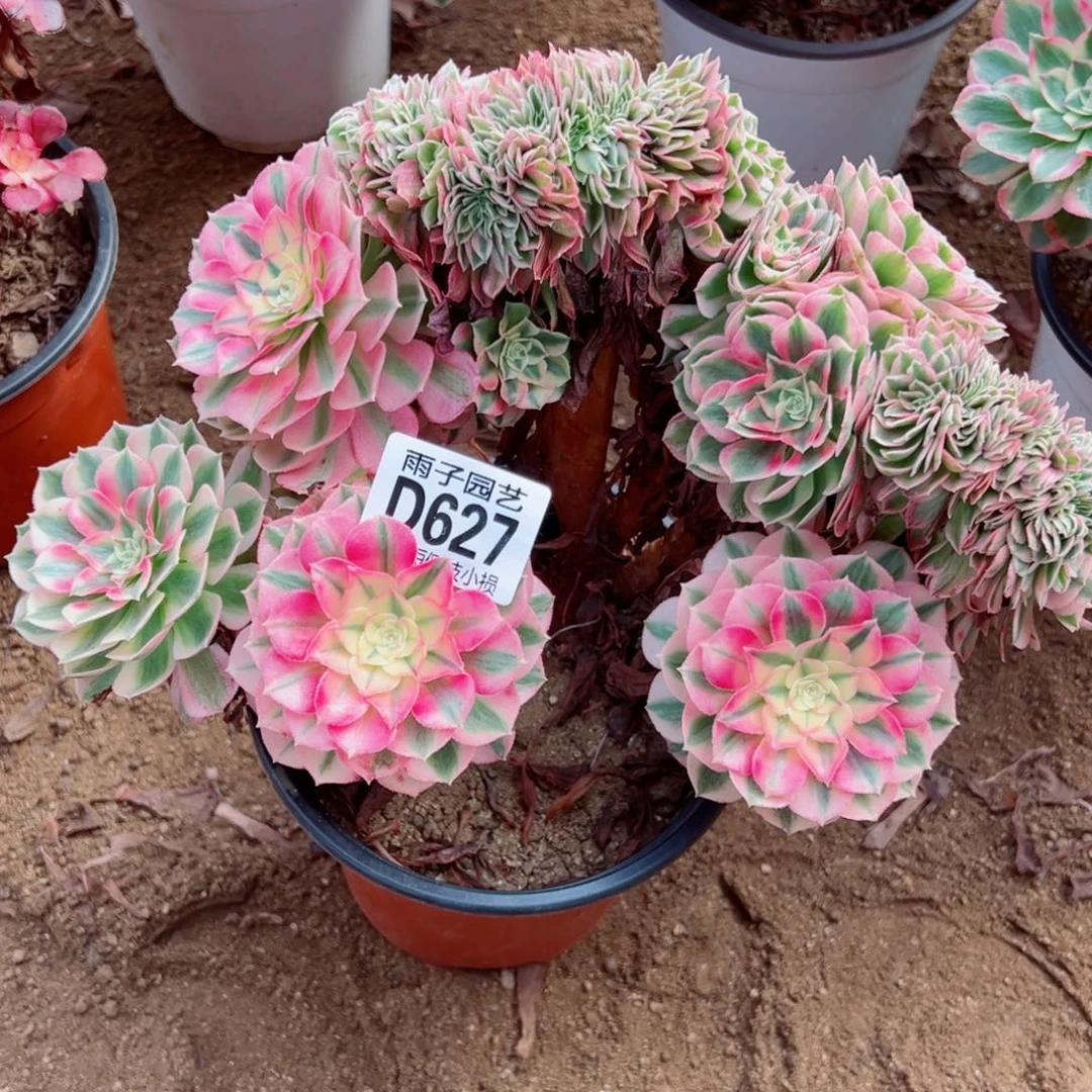 627倾城缀化雨子多肉植物