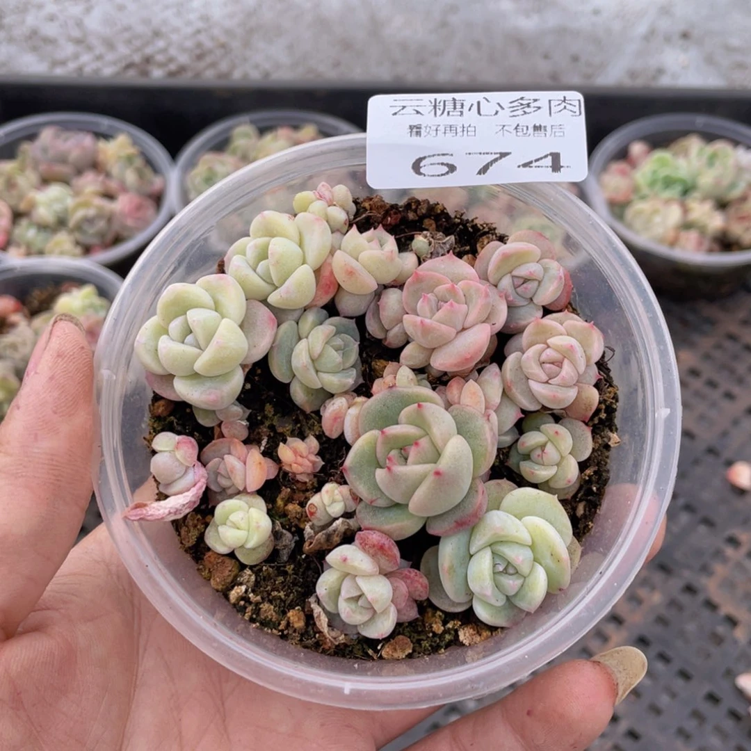 云糖心多肉植物674