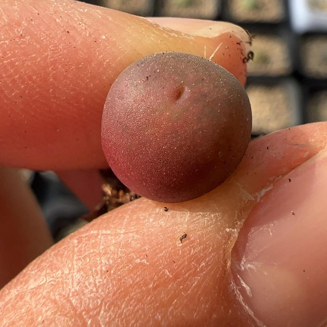 中奖 多肉植物多肉植物