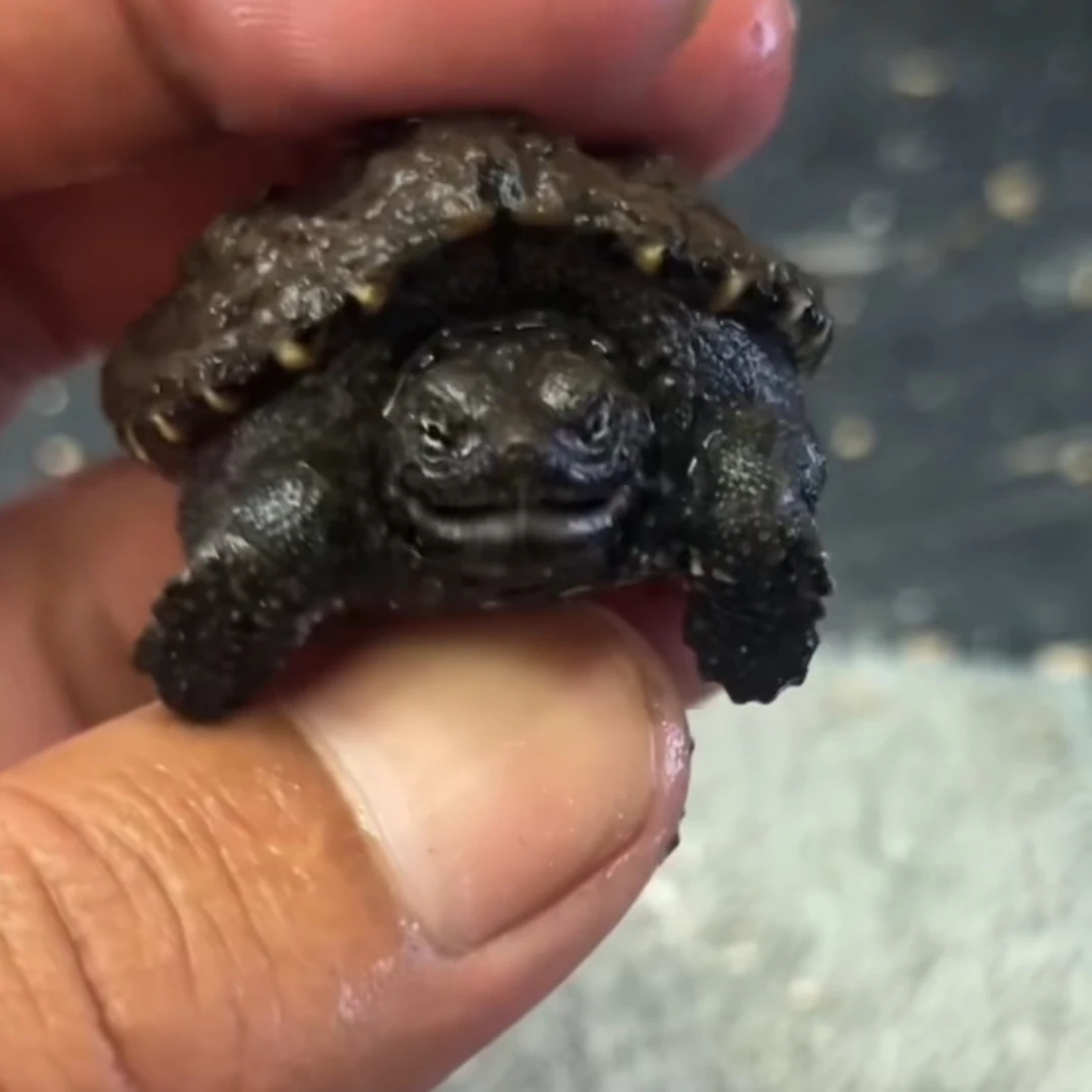 （直播精选）原种纯佛鳄爆刺黑白大小苗，人工养殖