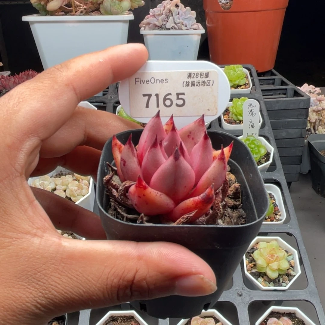 7165血色罗密欧4.5厘米