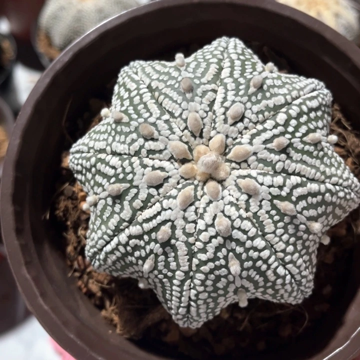 实生兜一物一拍实生8.3cm