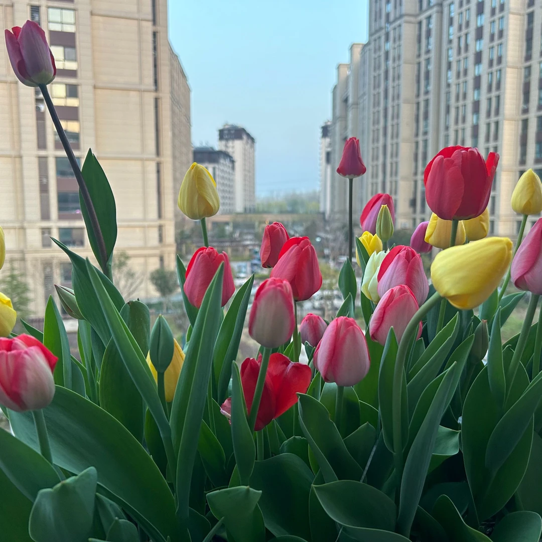 水培郁金香种球套装一代球水培土培易种植多年生种球耐寒盆栽地栽