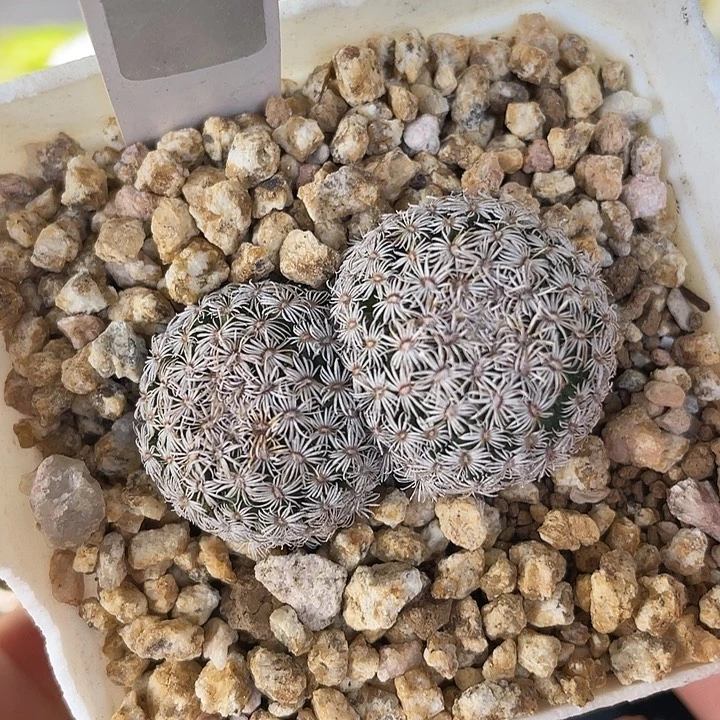 1100 克氏双头实生仙人球