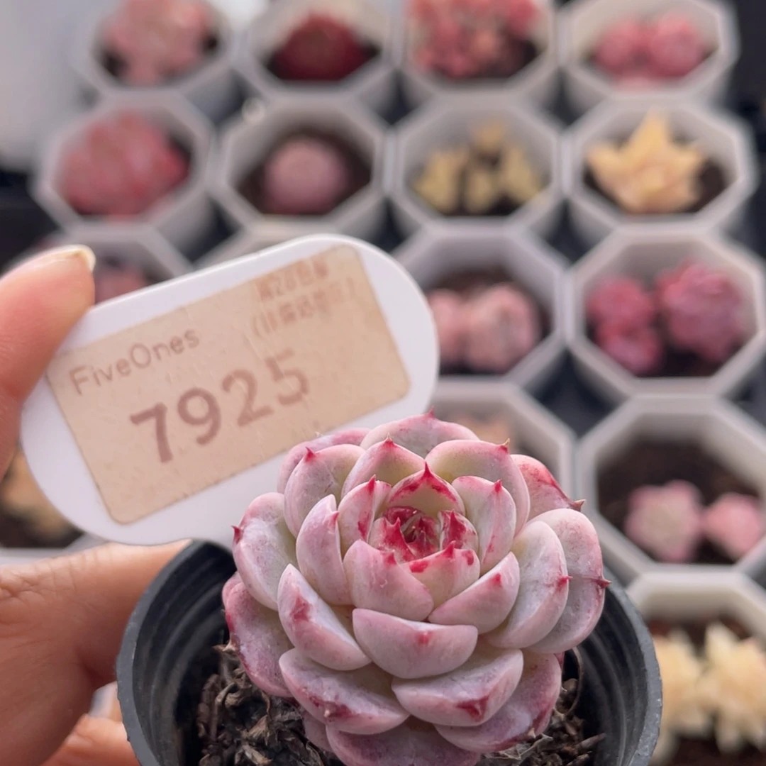 天鹅绒7925-3.5厘米