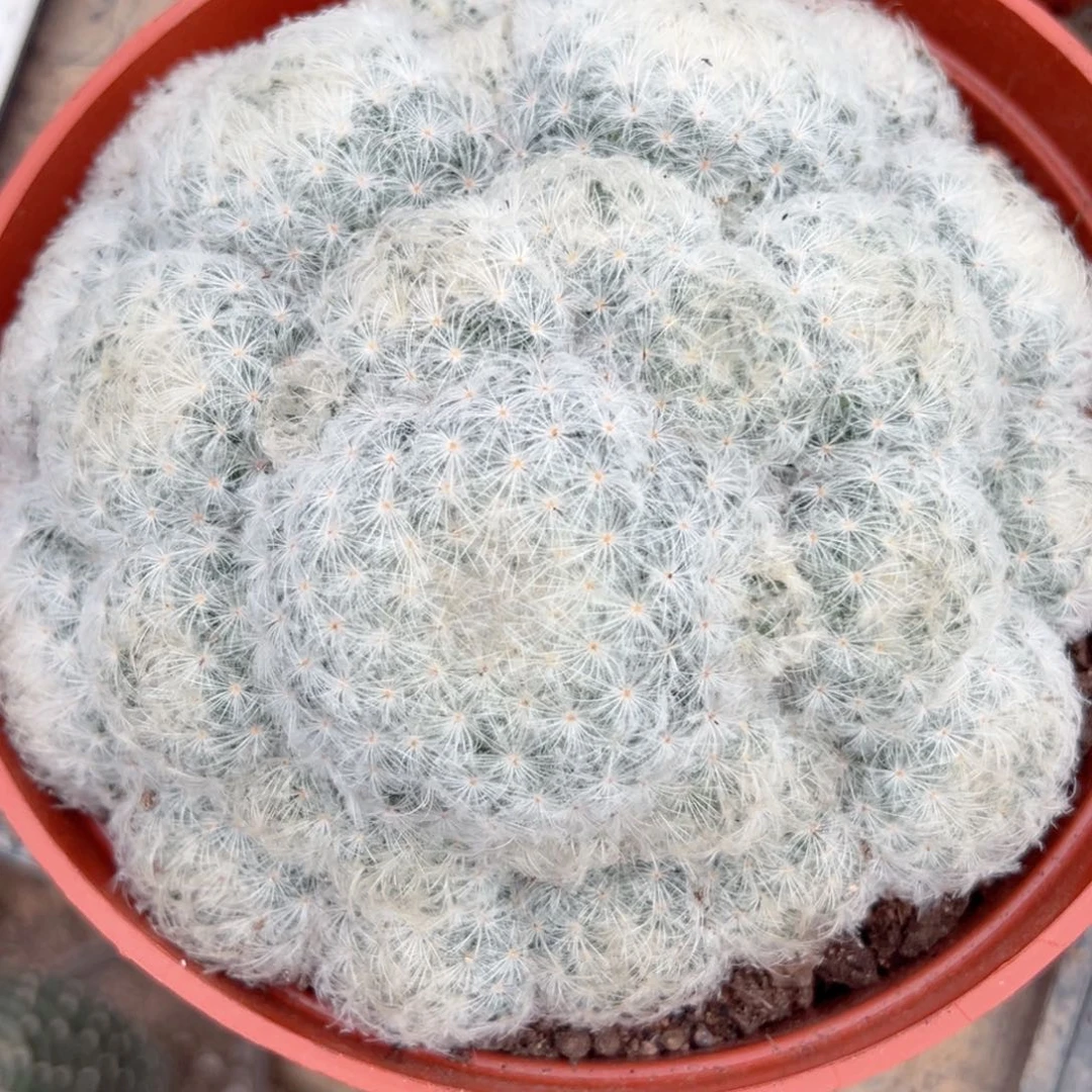 拐***牛零零落落 零零落落