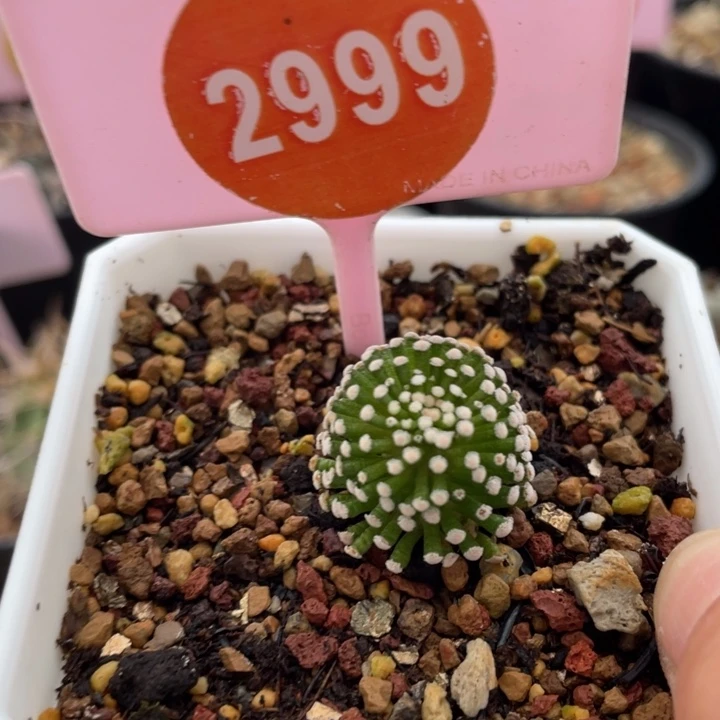自根松针牡丹一棵2999