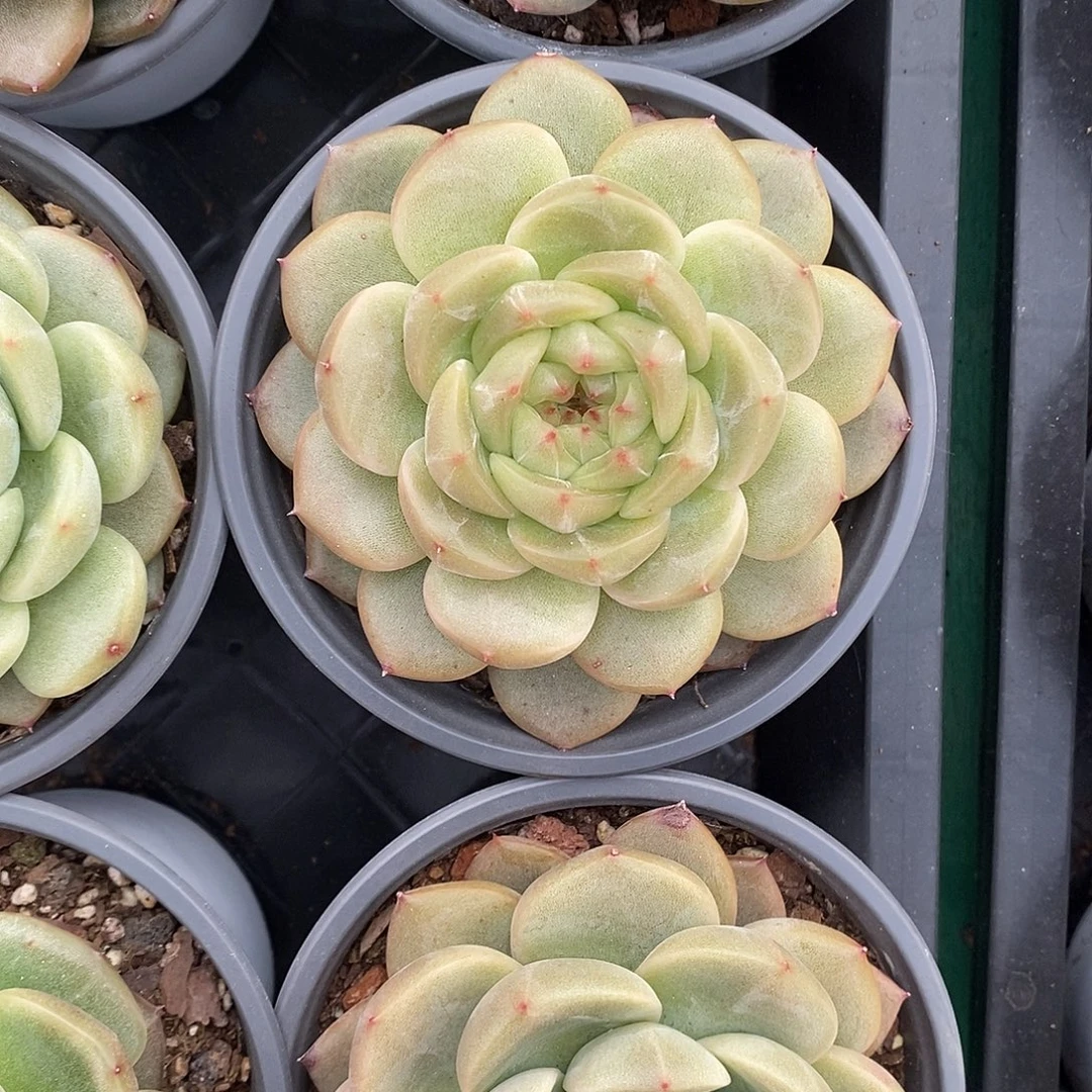 新品珍妮包邮。