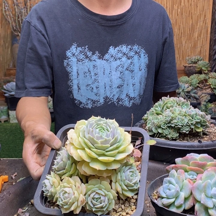 D***n429号露娜莲多肉植物