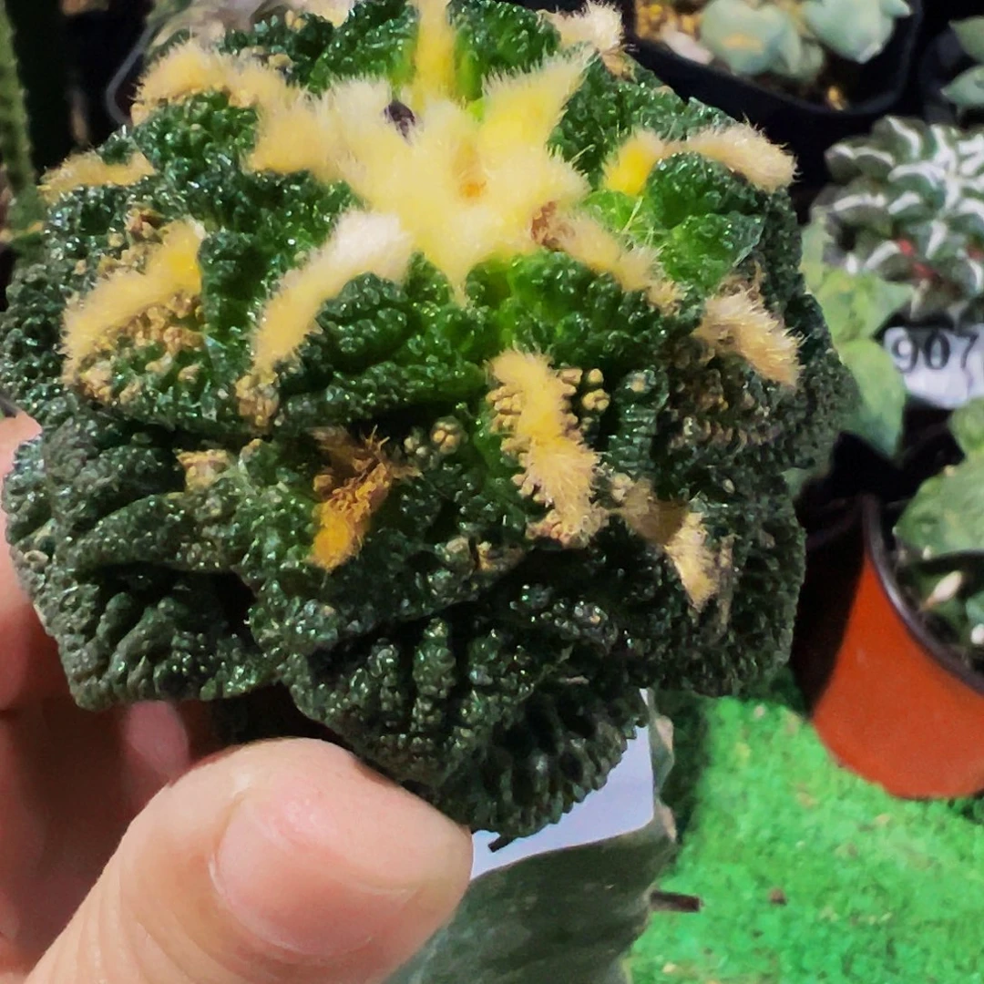无花朵颗粒龟甲辛顿352